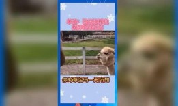 怎么屏蔽娱乐吃瓜