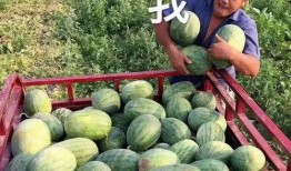 娱乐圈有什么瓜可以吃吗,揭秘明星幕后故事与热点事件