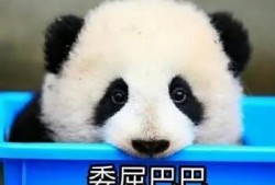 娱乐吃瓜酱熊猫生气,娱乐吃瓜酱揭秘背后真相