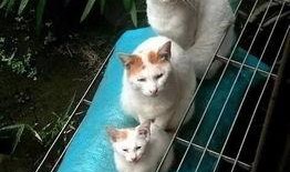 娱乐圈吃瓜猫是谁啊图片,揭秘网络红人的真实身份