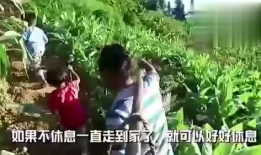 娱乐吃瓜酱竹子视频