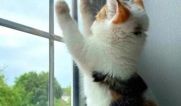 三花猫的两个老公娱乐吃瓜酱