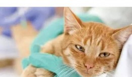 娱乐吃瓜酱猫传腹,揭秘“猫传腹”事件背后的真相与反思