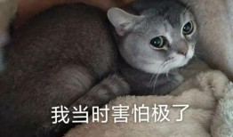 娱乐吃瓜酱虐猫小说,娱乐吃瓜酱的黑暗面揭露