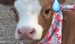 抖音吃瓜娱乐号怎么弄的,轻松打造热门话题的秘诀