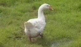 娱乐吃瓜酱大鹅,揭秘娱乐圈那些不为人知的幕后故事