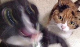 三花猫的两个老公娱乐吃瓜酱