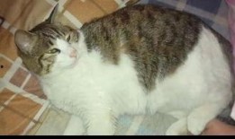 娱乐圈吃瓜猫咪是谁,揭秘网络红人的幕后故事