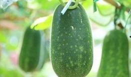 娱乐吃瓜种类,盘点热门事件，揭秘明星幕后故事