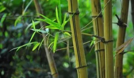 娱乐吃瓜酱竹子视频