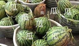 娱乐吃瓜种类,盘点热门事件，揭秘明星幕后故事