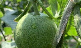 老六娱乐吃瓜,揭秘娱乐圈背后的那些事儿