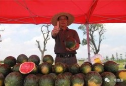 雪梨娱乐吃瓜,揭秘娱乐圈吃瓜背后的真相与内幕