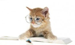 娱乐吃瓜君猫咪老师