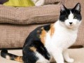 三花猫的两个老公娱乐吃瓜酱
