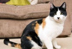 三花猫的两个老公娱乐吃瓜酱
