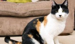 三花猫的两个老公娱乐吃瓜酱