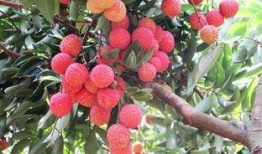 娱乐吃瓜酱桂花树下,桂花树下，揭秘娱乐圈那些不为人知的秘密