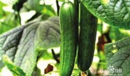 糖豆豆娱乐圈吃瓜合集,揭秘明星幕后故事，吃瓜合集大放送