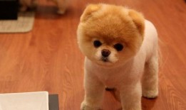 娱乐吃瓜酱抚慰犬,揭秘娱乐圈温馨治愈瞬间